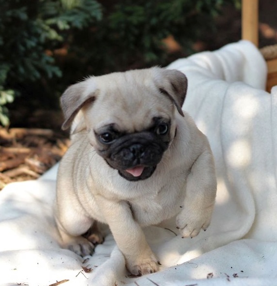 Pug Puppies